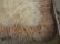 画像6: TASMAN LAMBSKIN ムートンラグ