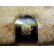 画像3: TASMAN LAMBSKIN ムートンラグ (3)